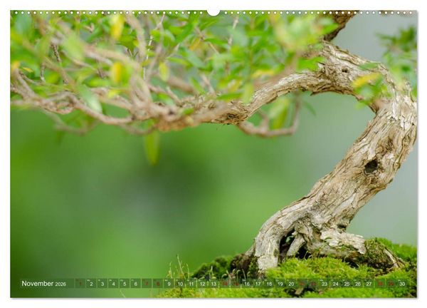 Produktbild: Bonsai ganz nah (hochwertiger Premium Wandkalender 2026 DIN A2 quer), Kunstdruck in Hochglanz