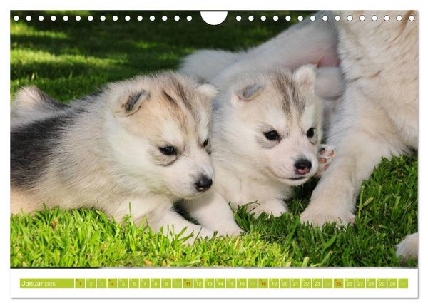 Produktbild: Siberian Husky - der Urtyp (Wandkalender 2026 DIN A4 quer), CALVENDO Monatskalender