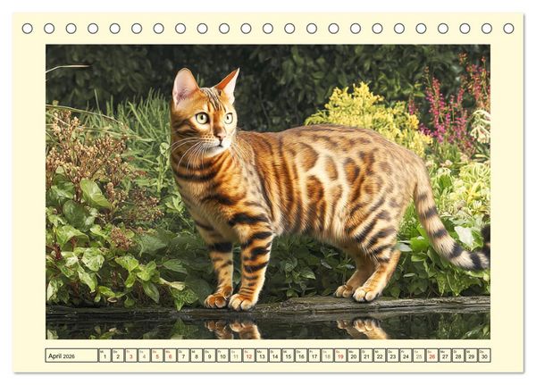 Produktbild: Bengalkatzen. Der elegante Mini-Leopard im Garten (Tischkalender 2026 DIN A5 quer), CALVENDO Monatskalender