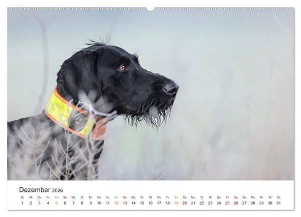 Produktbild: Treue Jagdgef&auml;hrten - Jagdhunderassen im Portrait (Wandkalender 2026 DIN A2 quer), CALVENDO Monatskalender