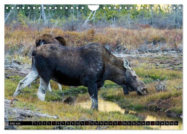 Produktbild: MOOSE Of The Northern Woods (Wall Calendar 2026 DIN A4 landscape), CALVENDO 12 Month Wall Calendar