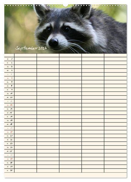 Produktbild: Waschb&auml;ren Familienplaner (Wandkalender 2026 DIN A2 hoch), CALVENDO Monatskalender