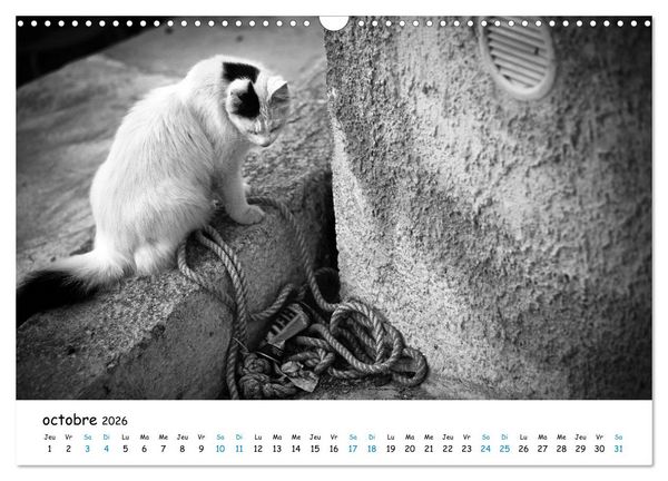 Produktbild: Chats de Santorin - Les princes d'Oia en noir et blanc (Calendrier mural 2026 DIN A3 vertical), CALVENDO calendrier mensuel