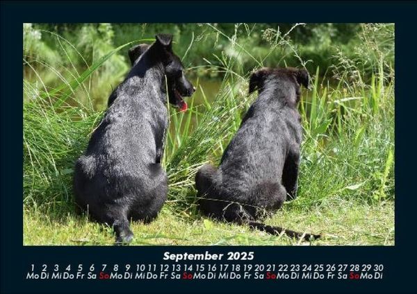 Produktbild: Tierkalender 2025 Fotokalender DIN A5