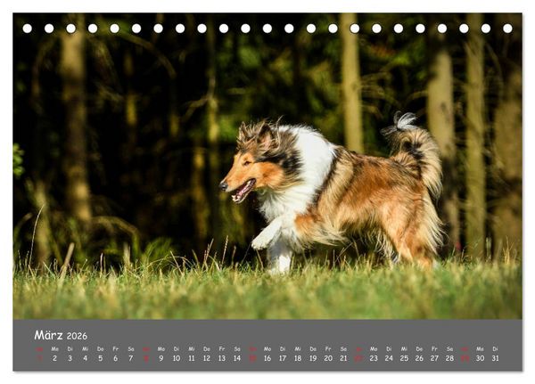 Produktbild: Einmal Collie - immer Collie (Tischkalender 2026 DIN A5 quer), CALVENDO Monatskalender