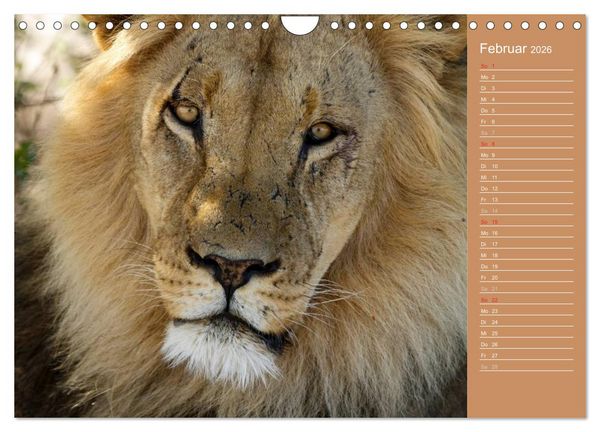 Produktbild: Afrika - Faszinierende Tierwelt (Wandkalender 2026 DIN A4 quer), CALVENDO Monatskalender