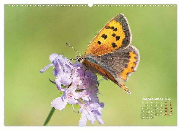 Produktbild: GEOclick Lernkalender: Portr&auml;ts einheimischer Schmetterlinge (hochwertiger Premium Wandkalender 2026 DIN A2 quer), Kunstdruck in Hochglanz