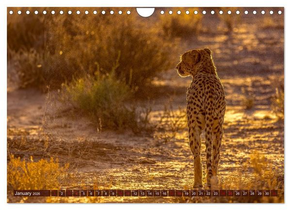 Produktbild: Amazing Cheetahs (Wall Calendar 2026 DIN A4 landscape), CALVENDO 12 Month Wall Calendar