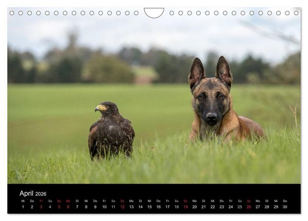 Produktbild: Belgischer Sch&auml;ferhund - Der Malinois (Wandkalender 2026 DIN A4 quer), CALVENDO Monatskalender