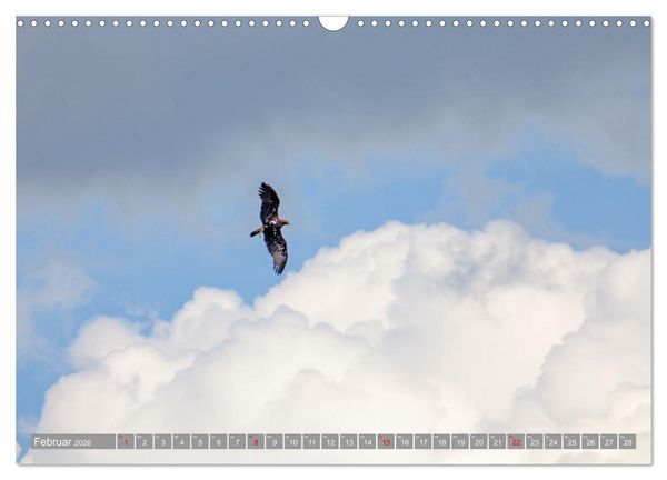 Produktbild: Wir sind die fliegenden Stars (Wandkalender 2026 DIN A3 quer), CALVENDO Monatskalender