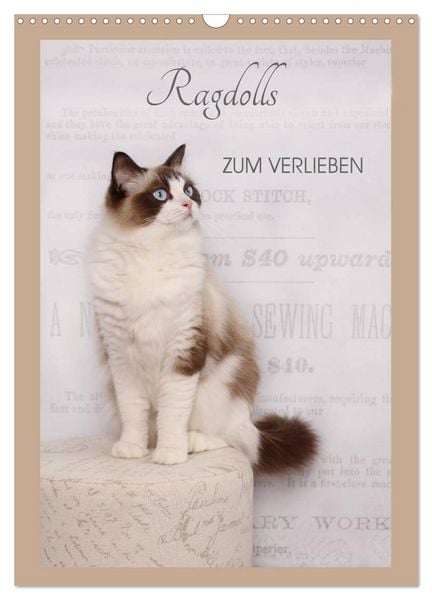Ragdolls zum Verlieben (Wandkalender 2026 DIN A3 hoch), CALVENDO Monatskalender