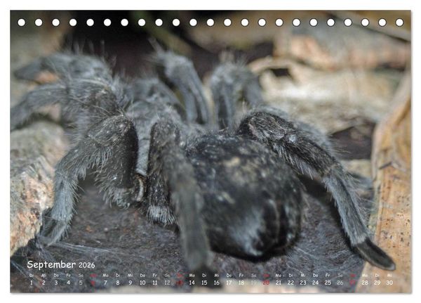Produktbild: Vogelspinnen (Tischkalender 2026 DIN A5 quer), CALVENDO Monatskalender