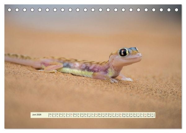 Produktbild: Reptilien des s&uuml;dlichen Afrikas (Tischkalender 2026 DIN A5 quer), CALVENDO Monatskalender