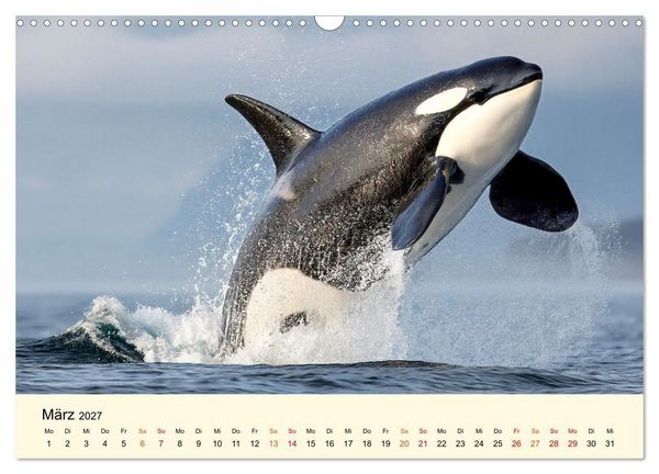 Produktbild: Orcas - Wilde Eleganz des Meeres (Wandkalender 2027 DIN A3 quer), CALVENDO Monatskalender