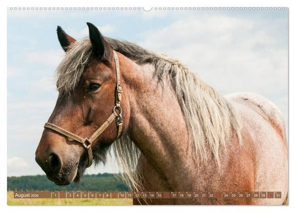 Produktbild: Kaltbl&uuml;ter - Schwere Pferde mit Charme (hochwertiger Premium Wandkalender 2026 DIN A2 quer), Kunstdruck in Hochglanz