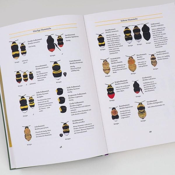 Produktbild: Bienenweide und Hummelparadies