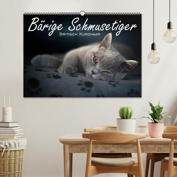 Produktbild: B&auml;rige Schmusetiger - Britisch Kurzhaar (Wandkalender 2026 DIN A2 quer), CALVENDO Monatskalender