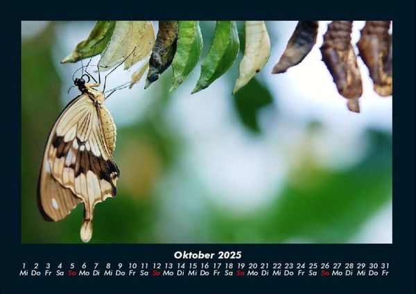 Produktbild: Bunte Pracht der Schmetterlinge 2025 Fotokalender DIN A4
