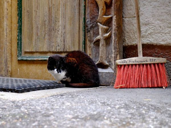 Produktbild: CALVENDO Puzzle Katze in Filzmoos | 1000 Teile Lege-Gr&ouml;&szlig;e 64x48cm Foto-Puzzle f&uuml;r gl&uuml;ckliche Stunden