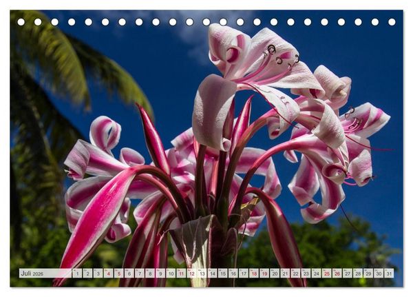 Produktbild: Inseln, Licht und Meer - die Seychellen (Tischkalender 2026 DIN A5 quer), CALVENDO Monatskalender