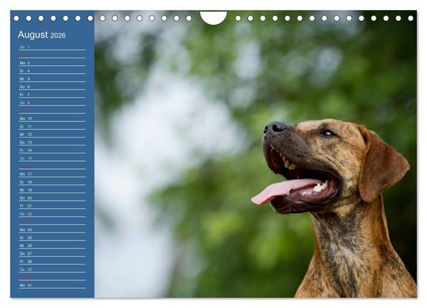 Produktbild: Eine bunte Mischung - wundersch&ouml;ne Mischlingshunde / Geburtstagskalender (Wandkalender 2026 DIN A4 quer), CALVENDO Monatskalender