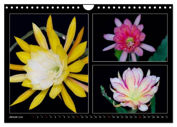 Produktbild: Epiphyllum-Hybriden (Wandkalender 2026 DIN A4 quer), CALVENDO Monatskalender