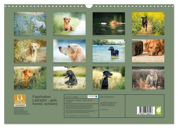 Produktbild: Faszination Labrador - gelb, foxred, schwarz (Wandkalender 2026 DIN A3 quer), CALVENDO Monatskalender