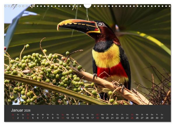 Produktbild: Wildlife Pantanal 2026 (Wandkalender 2026 DIN A3 quer), CALVENDO Monatskalender