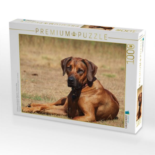 Produktbild: CALVENDO Puzzle Ein Motiv aus dem Kalender Ridgebacks - Hunde aus Afrika | 1000 Teile Lege-Gr&ouml;&szlig;e 64x48cm Foto-Puzzle f&uuml;r gl&uuml;ckliche Stunden