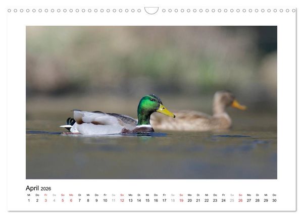 Produktbild: Geschnatter - Enten und G&auml;nse in Deutschland (Wandkalender 2026 DIN A3 quer), CALVENDO Monatskalender