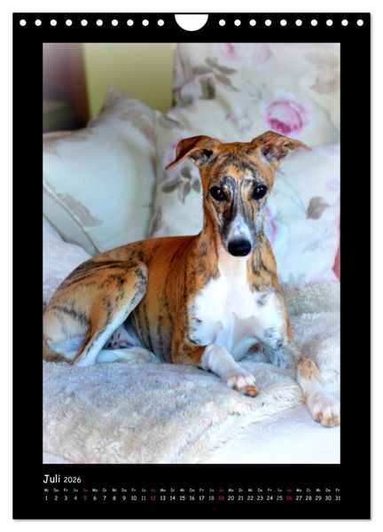 Produktbild: Ein Whippet wird erwachsen (Wandkalender 2026 DIN A4 hoch), CALVENDO Monatskalender