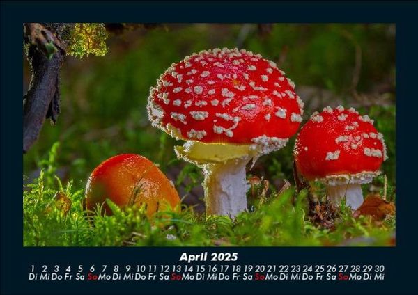 Produktbild: Pilzkalender 2025 Fotokalender DIN A5