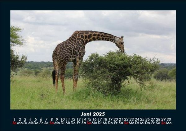 Produktbild: Giraffen 2025 Fotokalender DIN A5