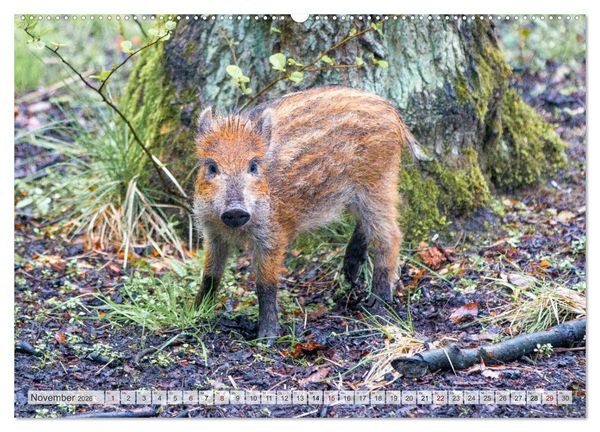 Produktbild: Wildschweine - Im Schatten des Waldes (hochwertiger Premium Wandkalender 2026 DIN A2 quer), Kunstdruck in Hochglanz