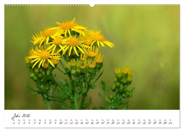 Produktbild: Sch&ouml;nheiten in freier Natur (Wandkalender 2026 DIN A2 quer), CALVENDO Monatskalender