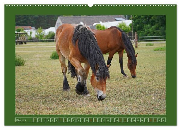Produktbild: Faszination Rheinisch-Deutsches Kaltblut (Wandkalender 2026 DIN A2 quer), CALVENDO Monatskalender