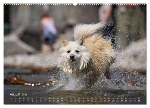 Produktbild: Mein isl&auml;ndischer Wasserhund (Wandkalender 2026 DIN A2 quer), CALVENDO Monatskalender