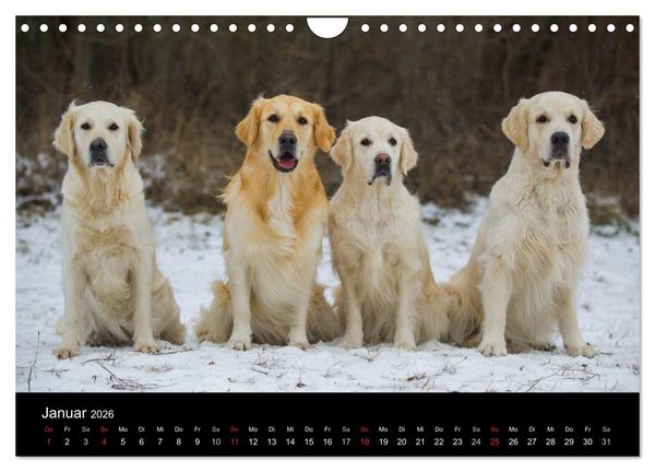 Produktbild: Golden Retriever - Ein Herz auf 4 Pfoten (Wandkalender 2026 DIN A4 quer), CALVENDO Monatskalender