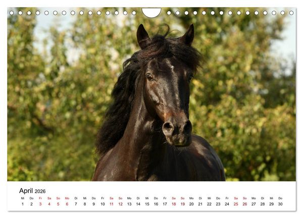 Produktbild: Pferde - im Galopp durch's Jahr 2026 (Wandkalender 2026 DIN A4 quer), CALVENDO Monatskalender