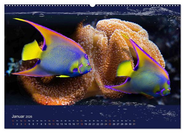 Produktbild: Korallenfische im Lichtschimmer des Meeres (hochwertiger Premium Wandkalender 2026 DIN A2 quer), Kunstdruck in Hochglanz