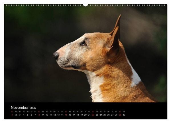 Produktbild: Bullterrier 2026 - Kleine Clowns mit gro&szlig;em Herz (hochwertiger Premium Wandkalender 2026 DIN A2 quer), Kunstdruck in Hochglanz
