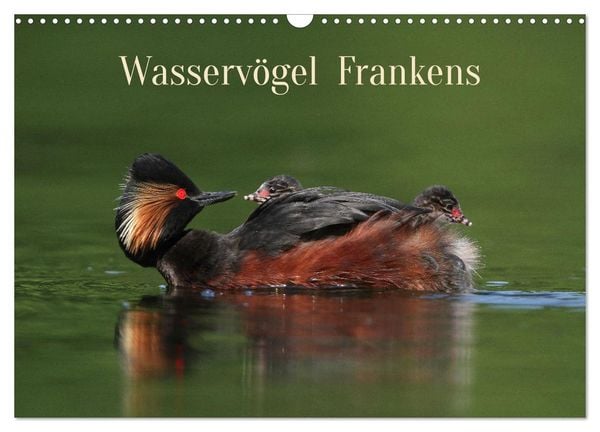 Produktbild: Wasserv&ouml;gel Frankens (Wandkalender 2026 DIN A3 quer), CALVENDO Monatskalender