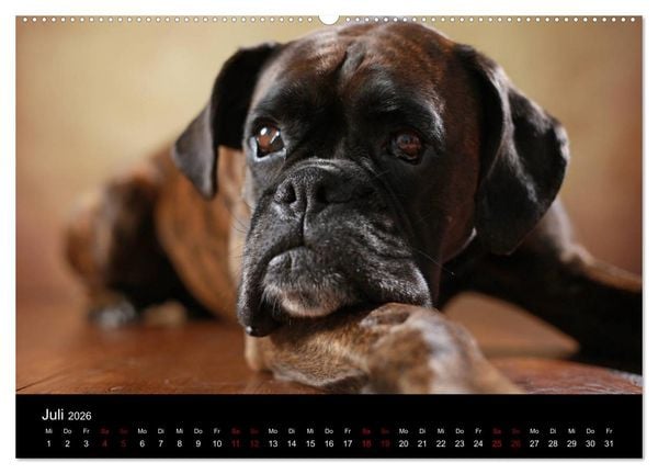 Produktbild: Liebenswerte Boxer (Wandkalender 2026 DIN A2 quer), CALVENDO Monatskalender