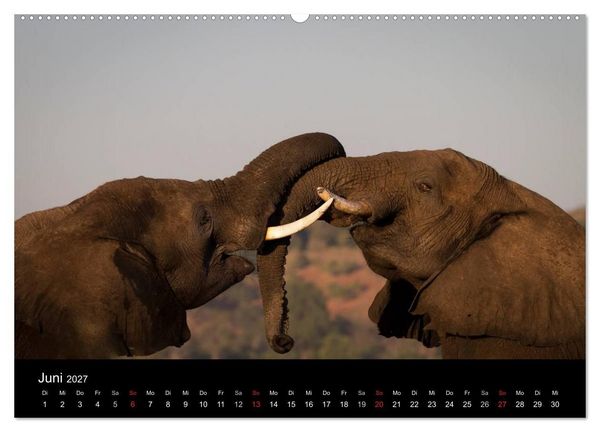 Produktbild: Elefanten - Die sanften Riesen Afrikas (Wandkalender 2027 DIN A2 quer), CALVENDO Monatskalender
