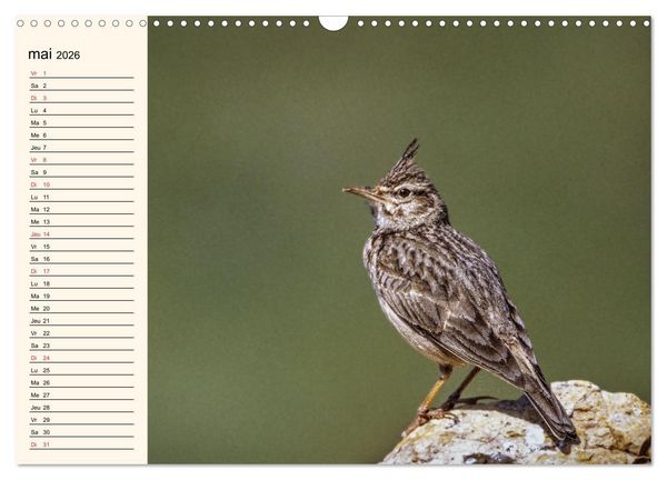 Produktbild: Notre nature sauvage, les passereaux d'Europe (Calendrier mural 2026 DIN A3 vertical), CALVENDO calendrier mensuel