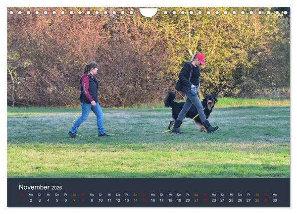 Produktbild: Ein Hovawart, ein Wachhund (Wandkalender 2026 DIN A4 quer), CALVENDO Monatskalender