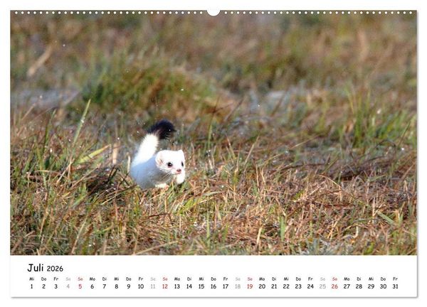 Produktbild: Hermelin - das wieselflinke Raubtier (hochwertiger Premium Wandkalender 2026 DIN A2 quer), Kunstdruck in Hochglanz