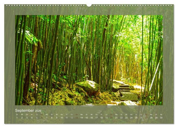 Produktbild: Bambus (hochwertiger Premium Wandkalender 2026 DIN A2 quer), Kunstdruck in Hochglanz