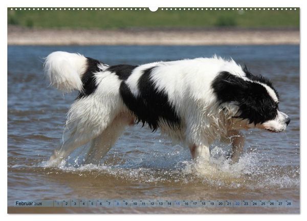 Produktbild: Landseer - Das Wasser ist ihr Element (Wandkalender 2026 DIN A2 quer), CALVENDO Monatskalender