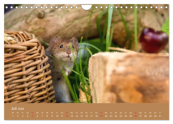 Produktbild: M&auml;usetanz (Wandkalender 2026 DIN A4 quer), CALVENDO Monatskalender